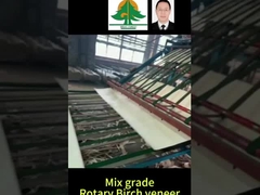 Toàn bộ kích thước của Rotary Birch Veneer Độ dày 0,5mm kích thước 2600 * 1300mm cho lớp hỗn hợp