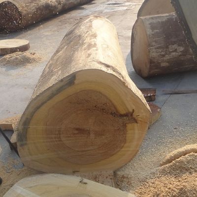 Recon Ash Wood Veneer Sheets Màu vàng cắt quý WA-H5061Q cho cửa ra vào / Windws