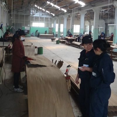 Mô phỏng gỗ Bạch cầu cây băng veneer 3100mm nội thất trang trí bảng