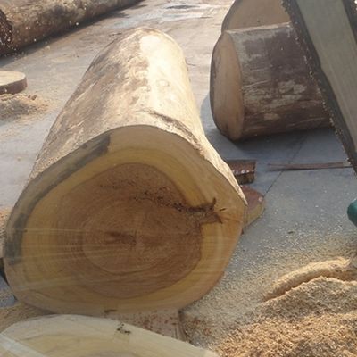 Tái tạo trang trí Veneer gỗ mơ kỹ thuật X24 Hạt dọc mơ trắng Phổ biến được sử dụng cho mặt tủ