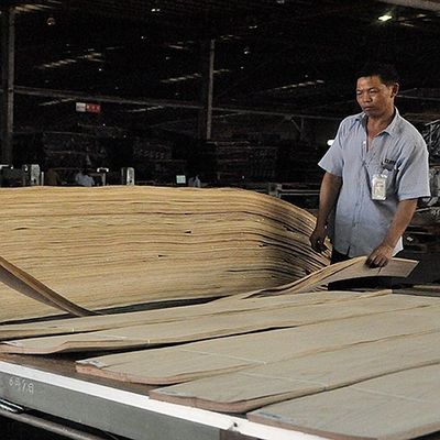 Mỹ White Oak Solid Wood Sheet slice thẳng cho fancy bảng và nhuộm veneer 0.45mm độ dày