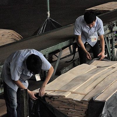 FSC Natural White Ash Burl Veneer Mô hình xoắn ốc Hạt A cho độ dày trang trí khách sạn 0,5-0,55mm