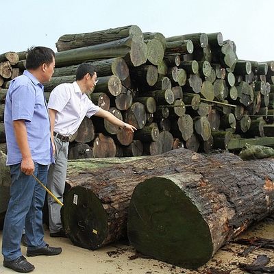 Trung Quốc Gỗ óc chó tự nhiên của Mỹ Veneer Flat Cut Crown Cut Grain cho đồ nội thất cao cấp Làm Fsc Các nhà sản xuất
