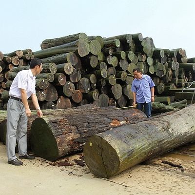 Mỹ Red Oak gỗ tự nhiên veneer slice cắt 0,5mm độ dày cho tủ và cửa mặt