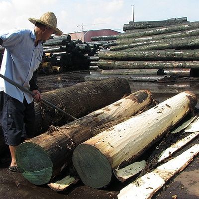 Ván ép Prima Vera có hình dạng thẳng không đều theo quý cho cửa ra vào và cửa sổ