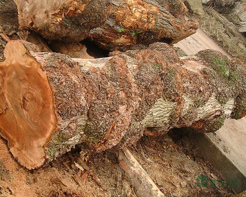 Gỗ rắn Hoa Kỳ Elm tấm lớp A cho Quarter cắt Crown hạt màu tự nhiên cho cửa mặt 3200mm lên